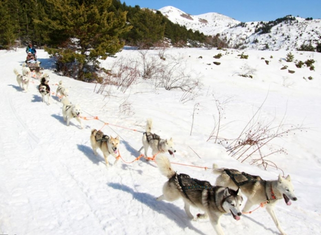  Mushing-Hunde, die den Schlitten ziehen
